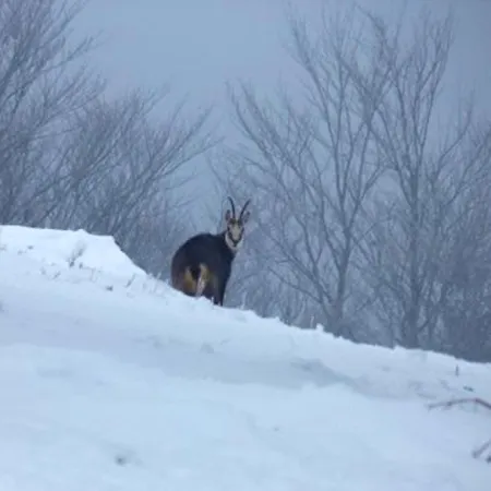 A Avec Vue Sur La Montagne.